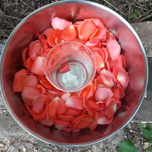 הידרוסול ורד